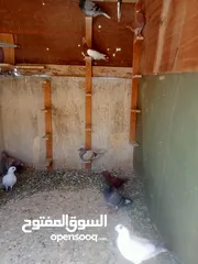  26 حمام للبيع او بدل على عصفير