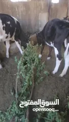 7 ابقار للببع بسعر مناسب
