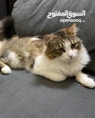  3 Cat For Adoption