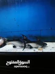  5 5 اسماك مفترس احجام كبيرة أوسكار وهايفن