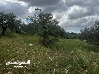 17 ارض زراعيه في سحم