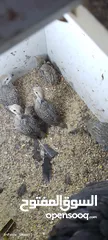  1 متوفر 3جواز حجل بلدي شغالات العمر حوالي سنتين تفقيس جاجه   جاجه قرقه تحتها 8فراخ حجل  12بيضه حجل