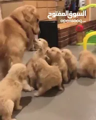  4 Golden Retriever Puppy