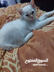  2 قطط صغيره للبيع مكس شانشيلا مع سكوتش جميله  منها اطراف صغيره