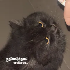  2 قطه هملايا بلون نادر ومميز