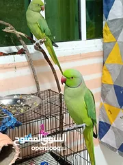  5 2 beautiful parrots