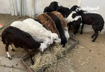  2 كباشة مطعومات