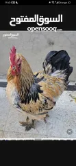  1 مطلوب جاج من عمر شهر ل شهرين