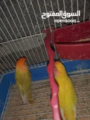  3 جوزين روز ومخلف بصلاه على سيدنا محمد