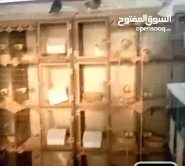  3 قنون 8 عيون مع معالف ومشارب اتوماتيك عدد 5 قنون