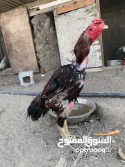  3 للبيع دياكه باكستانيه