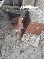 2 حمام حجم كبير للبيع عدد. 14