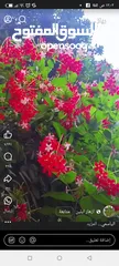  12 10أرانب صغيرة مخلط الاعمار