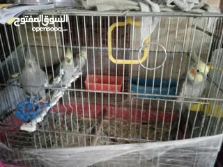  1 كنارات وكوكتيل