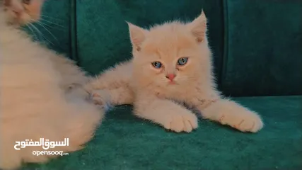  4 ثلاثة قطط هامالايا مميزة لون كابتشينو للبيع المستعجل والفوري لعدم التفرغ