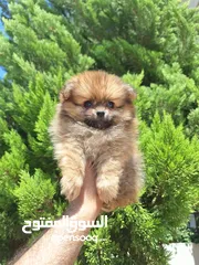  1 بومارينيان تيكب أصغر حجم مستوى عالي جدا pomeranian t_cup