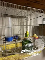  3 عصافير حب للبيع