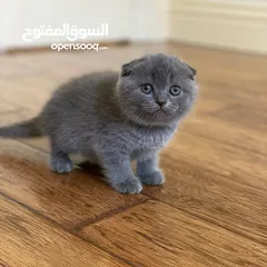  2 Scottish Fold Kitten