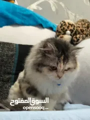  10 قطه للتبني انثى شيرازي