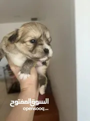  4 Maltese puppy 1.5 months old