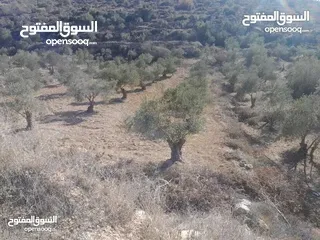  4 ارض للبيع في صوريف خلة ابو سليمان