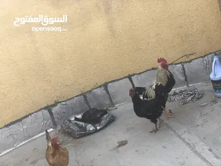  3 دجاج عرب بصرة مشراك دجاجتين وديج اقره الوصف
