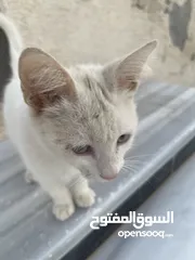  4 قطط للبيع جميله