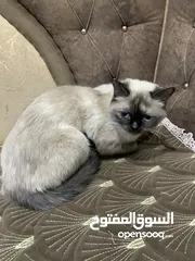  2 قطه عمر سنه ونص 