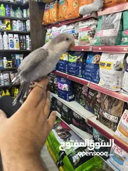  24 كويكر طفرة سينامون أليف راقص لعوب متكلم تابع الوصف للأهمية