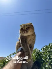  1 قطة سكوتيش للبيع عمر سنة ، أهالي مستوردات من خارج الأردن