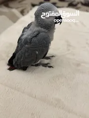  6 ‎فرخ كاسكو انتاج محلي - African gray parrots local breeding