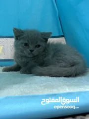 15 سكوتش فولد § برتش بييوووور