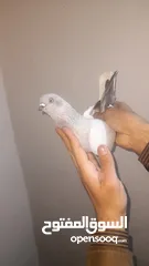  1 ازواج حمام للبيع