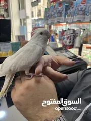  3 كوكتيل البينو بيصا عين حمرة أليفة حمامة جاهزة للإنتاج والتسليم