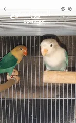  4 love birds and fischers breeders with cage and nest box
