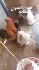  3 دجاج وصيصان برهما للبيع
