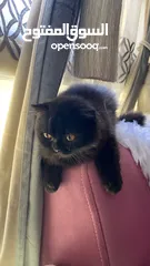  1 Grayish black Scottish fold kitten