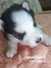  2 جرو هاسكي عمره شهر و اسبوع  بيور