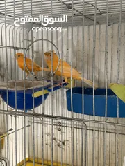  4 جوز كنار للبيع