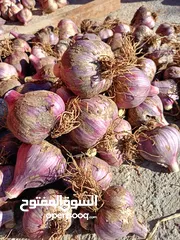  3 ثوم عماني إنتاج الجبل الاخضر