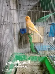  5 جواز كنار جوز دره اليفات كوكتيل اليف ذكور كنار جوز فيشر تحتو بيض
