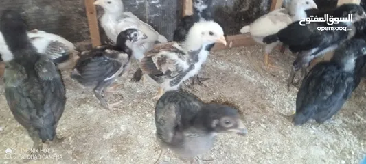  2 صيصان بكستاني قرا الوصف