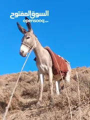  1 جحشه غنم عمرها سنتين ونص ومعاها جحشه عمرها 25 يوم