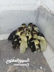  6 duck for sale