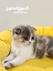  32 Scottish Fold kittens