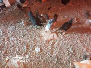  3 السلام عليكم،دجاج بلدي بياض للبيع،عمر سنه سعر الحبه 8 دنانير، صحه ونظافه،الموقع جرش دير الليات،
