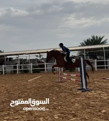  5 Jumping horse. Gelding