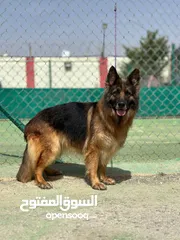  4 جيرمن شيبرد