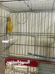  1 .فحل كنار