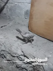  3 صيصان بلدي للبيع